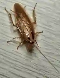  شرکت سمپاشی سعادت آباد